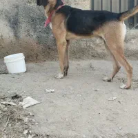 سگ سرابی عراقی پژدر|سگ|رباط‌کریم, رباط‌کریم|دیوار