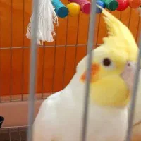 عروس هلندی بفروش می‌رسد