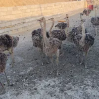 جوجه شترمرغ