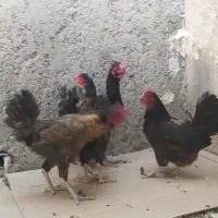 معامله با کبوتر شهرستان دشتی|پرنده|خورموج, |دیوار