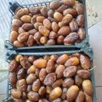 رطب خرما کبکاب تازه خشت سبدی|خوردنی و آشامیدنی|قم, باغ شریفی|دیوار