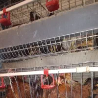 نیمچه مرغ گلپایگانی