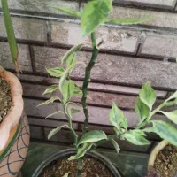 ده تا گل فقط ۵۰۰ دونی ۵۰|گل و گیاه طبیعی|یاسوج, |دیوار