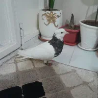 طوقی هفت رنگ نر پاک