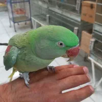 شاه طوطی