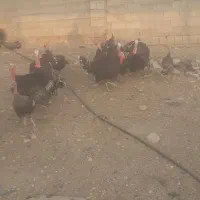 بوقلمون محلی نر و ماده|حیوانات مزرعه|شیراز, نصرآباد|دیوار