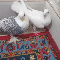 پول لازم|پرنده|مهر, |دیوار