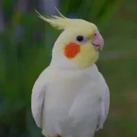 طوطی مولد رام از بچه هاشونم تو خونه هست|پرنده|آمل, |دیوار