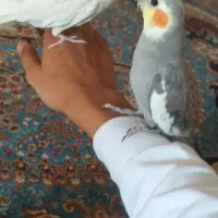 طوطی|پرنده|ایوان, |دیوار