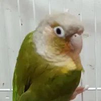 گرینچیک نر بالغ مست