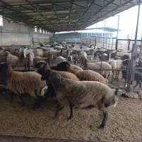 بره فرشی|حیوانات مزرعه|بهشهر, |دیوار