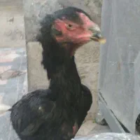 خروس لاری اوشامو بهتر نژاد المانی