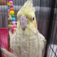 عروس هلندی ماده|پرنده|تهران, تولید دارو|دیوار