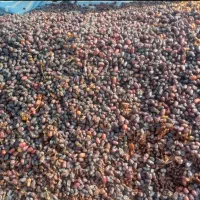 خرید (پون)(لـَر) ضایعات خرما درجه۳