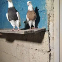 جفت طوقی درجه یک|پرنده|آبپخش, |دیوار