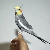 عروس نر سخنگو