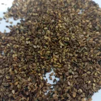 کنجد درجه یک امسال  خوزستان هستم