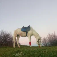 اسب مادیان|اسب و تجهیزات اسب‌سواری|نمین, |دیوار