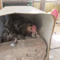 مرغ و خروس سبرایت