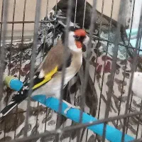 سهره نر ... جوجه