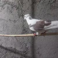 کبوترنقش وپرشی|پرنده|ساوه, |دیوار
