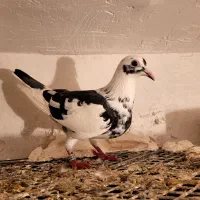 کبوتر ابلغ ماده