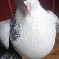 کفتر|پرنده|خوسف, |دیوار