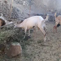بزدورگ‌سانن‌پاکستانی