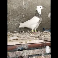طوقی  مسجدسلیمان|پرنده|اهواز, شهرک حفاری|دیوار