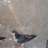 کبوتر پنگوئنی