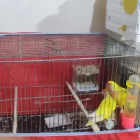 طوطی برزیلی معاوضه با عروس هلندی