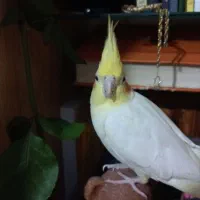 عروس هلندی گمشده