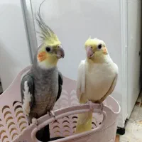 عروس هلندی|پرنده|اردکان, |دیوار