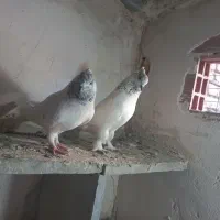 باشی سپه|پرنده|اردبیل, |دیوار