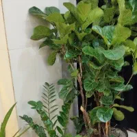 فروش گل طبیعی با کمترین قیمت