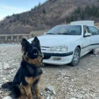 ژرمن شولاین ماده دو ساله