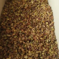 خشکبار رایان|خوردنی و آشامیدنی|مشهد, جانباز|دیوار