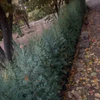 کاج نهال درخت سرو نقره ای|گل و گیاه طبیعی|محلات, |دیوار