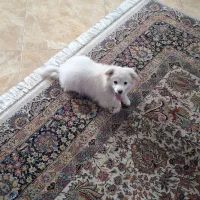 سگ پامر|سگ|قزوین, |دیوار