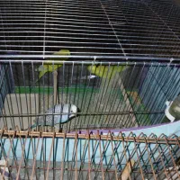 مرغ عشق|پرنده|شیراز, کوشک میدان|دیوار