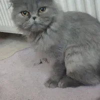 گربه