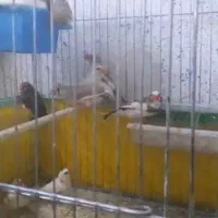 فنج زیرا