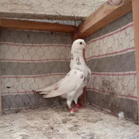 کبوتر