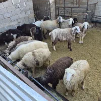 کار در گاوداری کوچک‌و بسیار تمیز راحت واسان