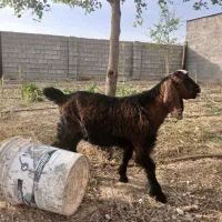 بیگ نر|حیوانات مزرعه|اندیمشک, |دیوار