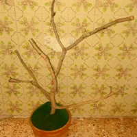 درختچه زیرپای پرنده