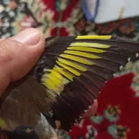 پرنده|پرنده|رشت, پیرکلاچای|دیوار