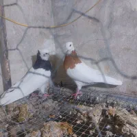 جفت ماده درجه یک سو طوق زرد خال سیاه|پرنده|بهبهان, |دیوار