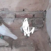 کبوتر|پرنده|سبزوار, مدرس|دیوار