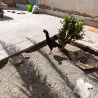 سلام‌خروس‌اصیل‌لاری‌قیمت‌1300الکی‌مزاحم‌نشید